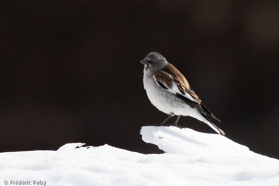 White-winged Snowfinchadult