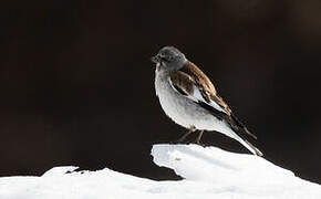 White-winged Snowfinch