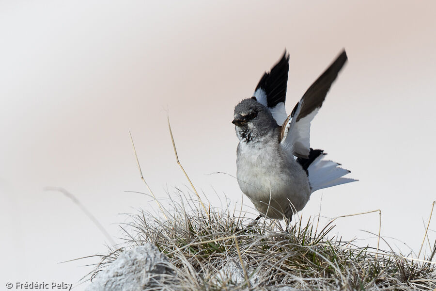 White-winged Snowfinchadult