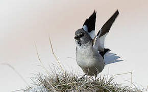 White-winged Snowfinch