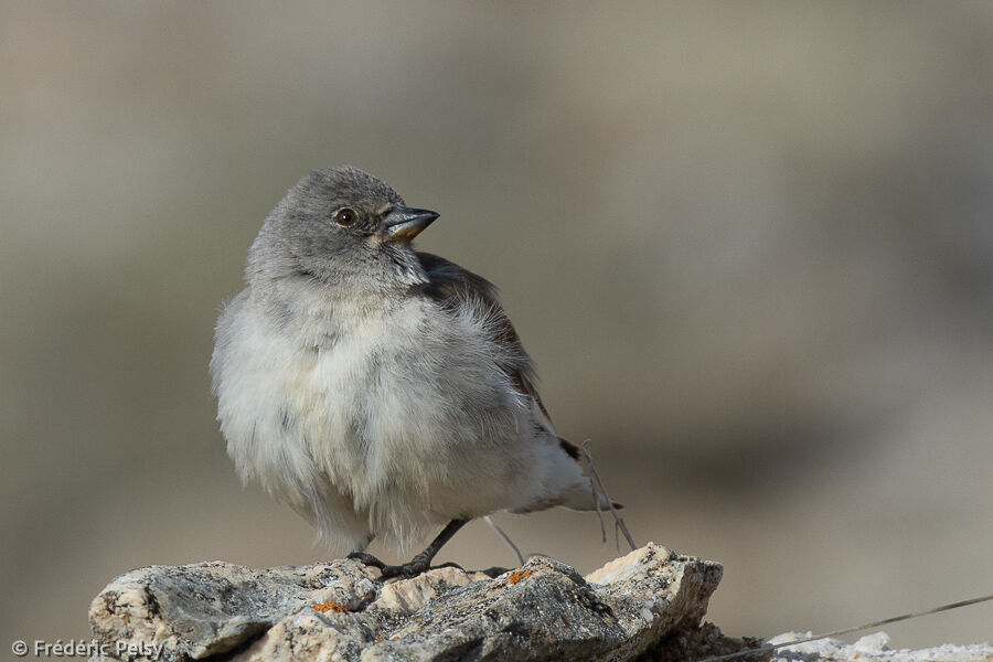 Niverolle alpineadulte