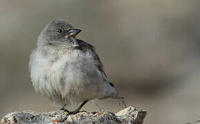 White-winged Snowfinch