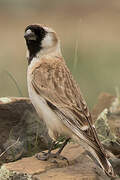 Pere David's Snowfinch