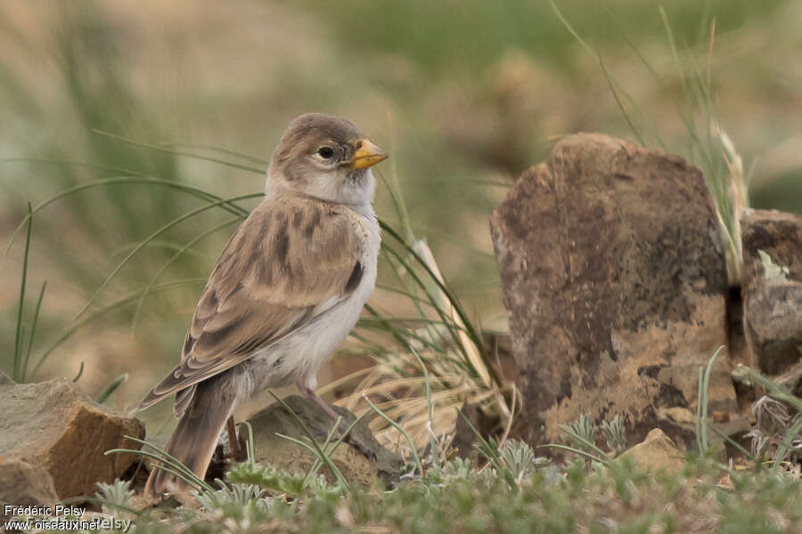 Pere David's Snowfinchjuvenile, identification