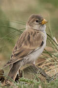 Pere David's Snowfinch