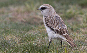 Niverolle de Taczanowski