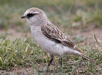 Niverolle de Taczanowski