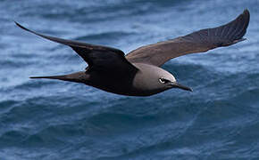 Brown Noddy