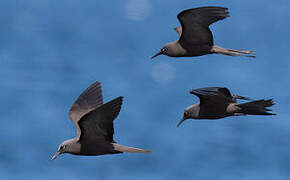 Brown Noddy