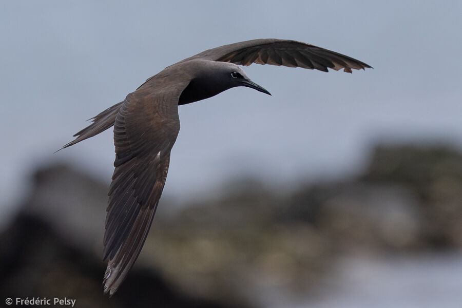 Brown Noddy, Flight