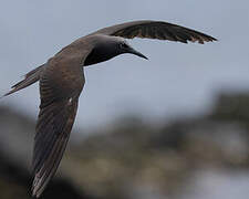 Brown Noddy