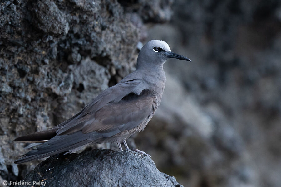 Brown Noddy