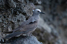 Brown Noddy