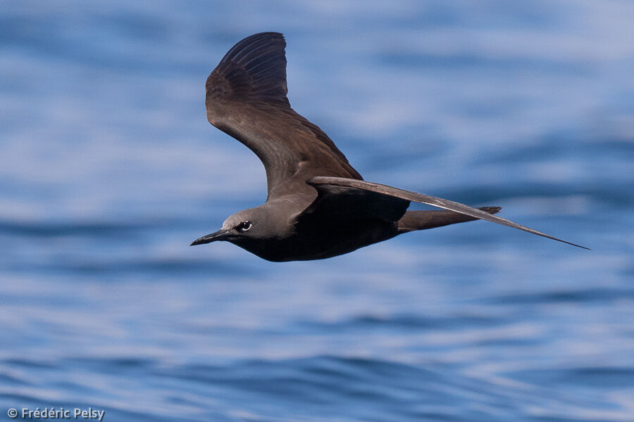 Brown Noddy, Flight