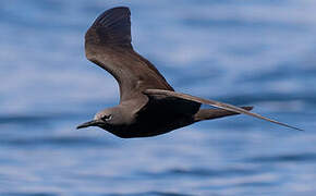 Brown Noddy