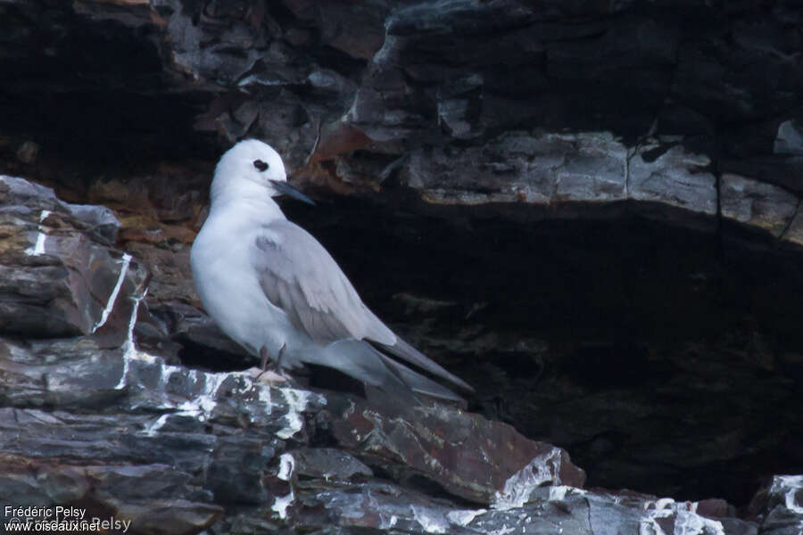 Grey Noddy, identification