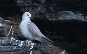 Grey Noddy