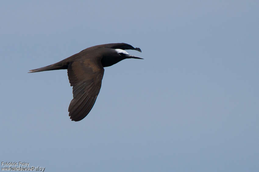 Black Noddyadult, identification