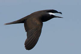 Black Noddy