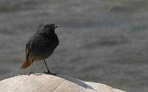 Plumbeous Water Redstart