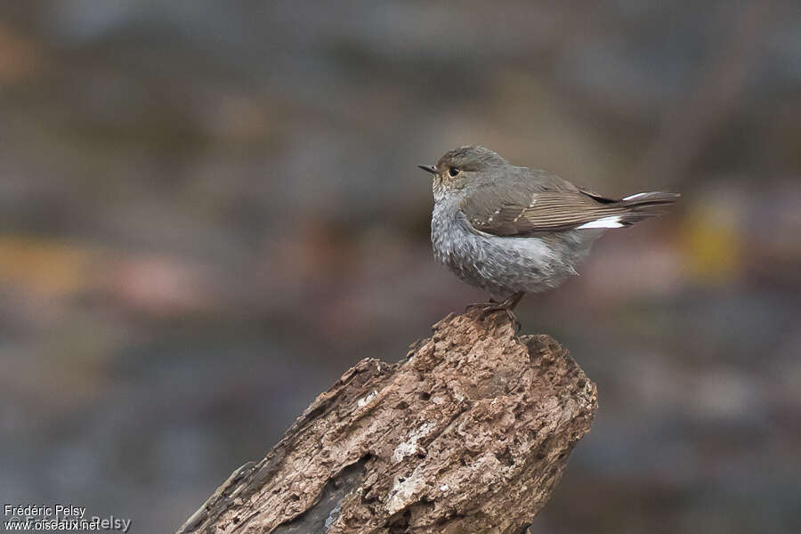 Plumbeous Water Redstart female adult, identification