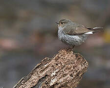 Plumbeous Water Redstart