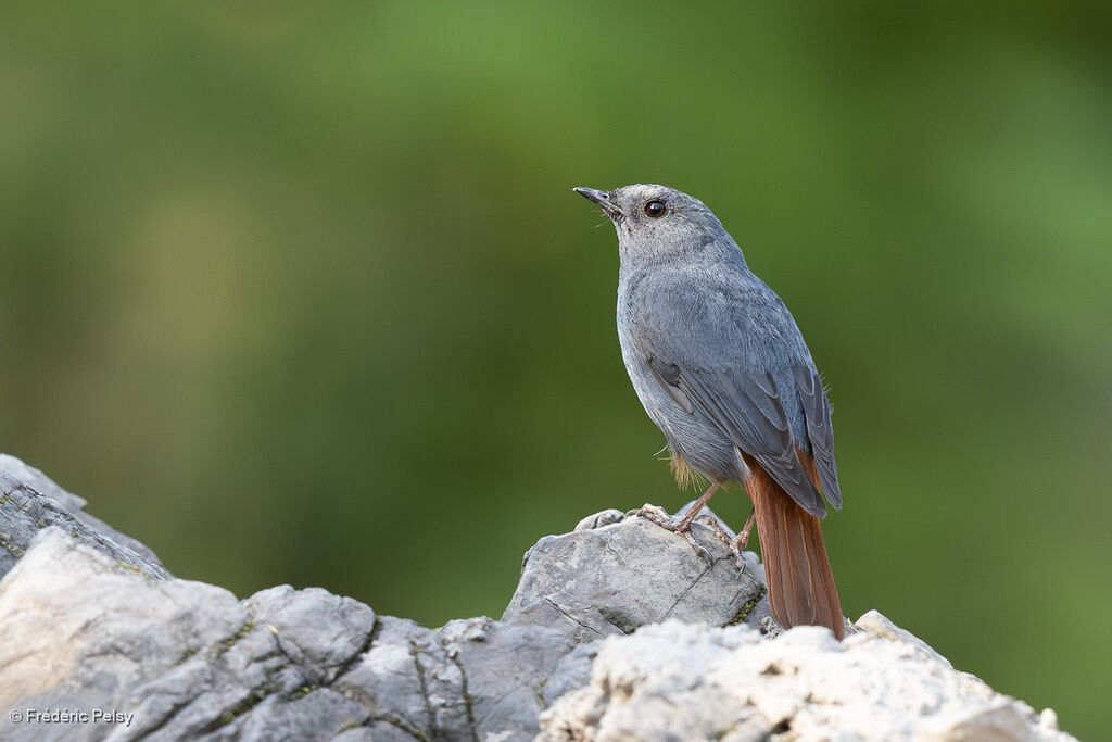 Nymphée fuligineuse mâle