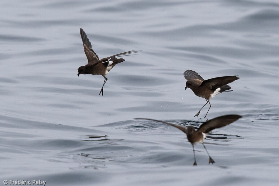 Elliot's Storm Petrel, Flight