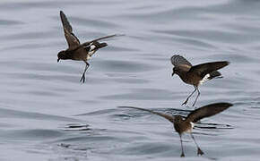 Elliot's Storm Petrel