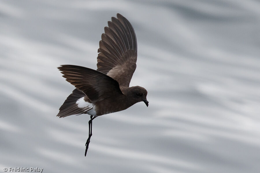 Elliot's Storm Petrel, Flight