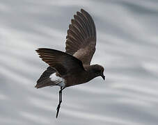 Elliot's Storm Petrel