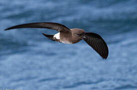 Elliot's Storm Petrel