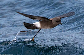 Elliot's Storm Petrel