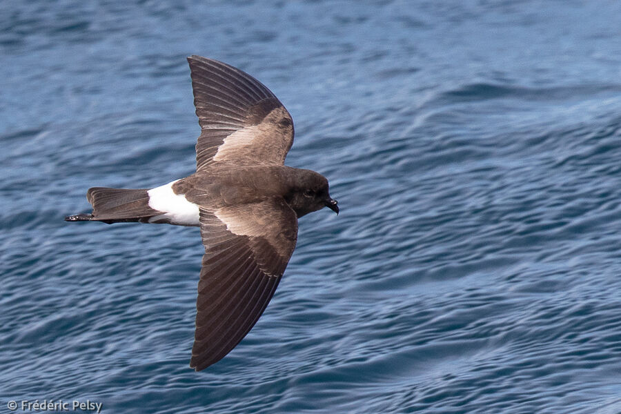 Elliot's Storm Petrel, Flight