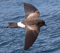 Elliot's Storm Petrel