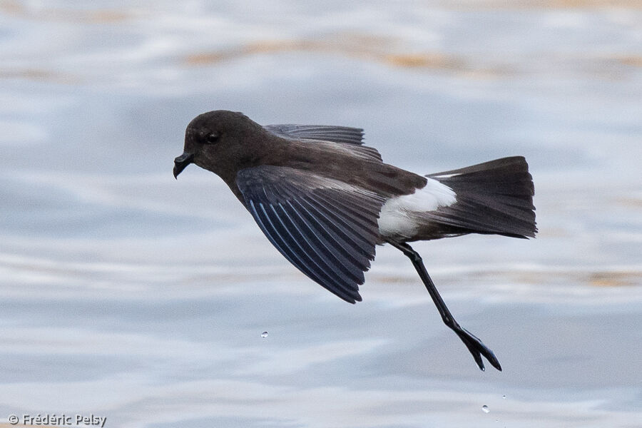 Elliot's Storm Petrel