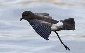 Elliot's Storm Petrel