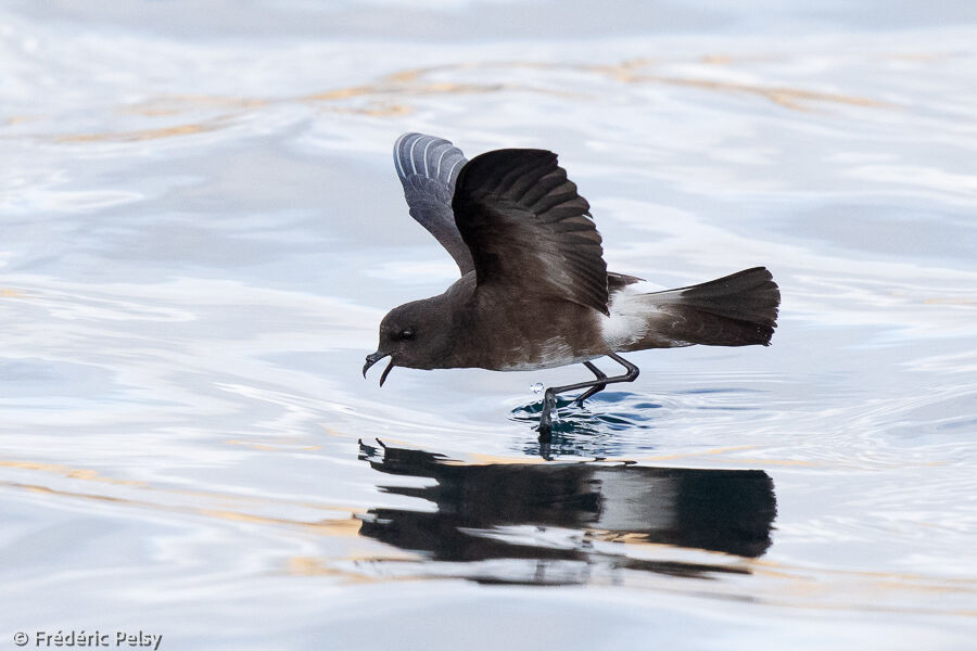 Elliot's Storm Petrel, Flight, eats