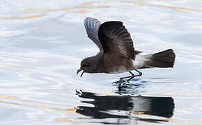 Elliot's Storm Petrel