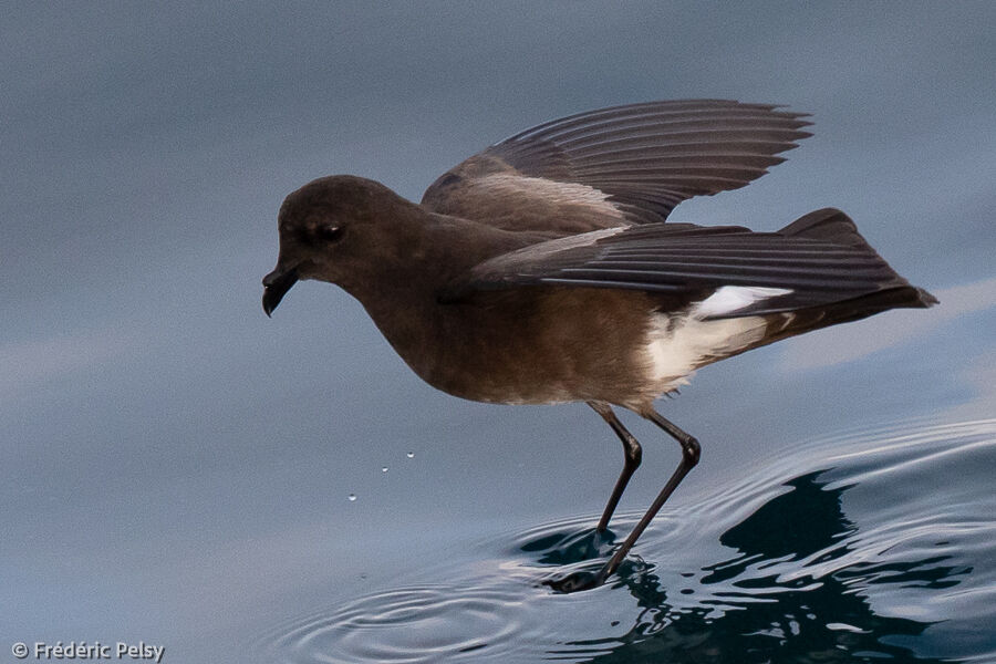 Elliot's Storm Petrel