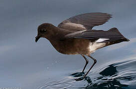 Elliot's Storm Petrel