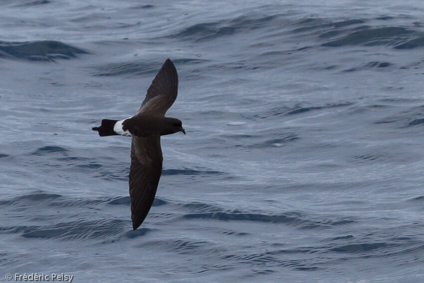 New Zealand Storm Petreladult