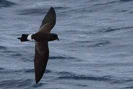 New Zealand Storm Petrel