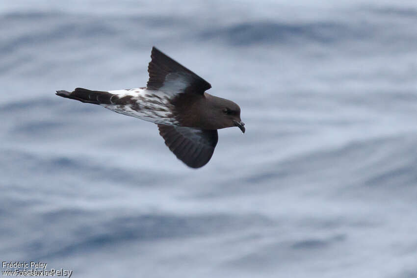 New Zealand Storm Petreladult