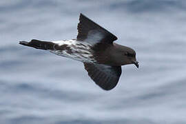 New Zealand Storm Petrel