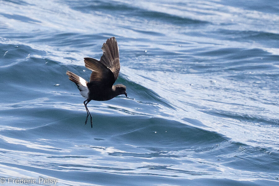 Wilson's Storm Petrel, Flight