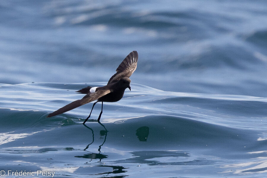 Wilson's Storm Petrel