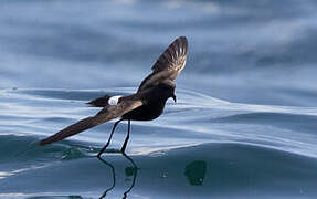 Wilson's Storm Petrel