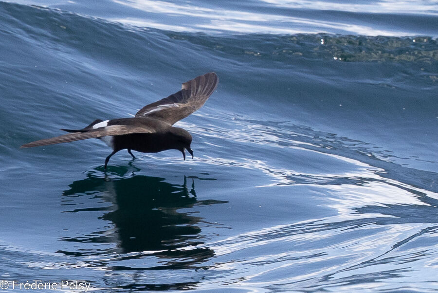 Wilson's Storm Petrel