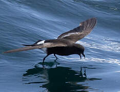 Wilson's Storm Petrel